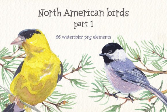 Explore Birds of North America Part 1 Art