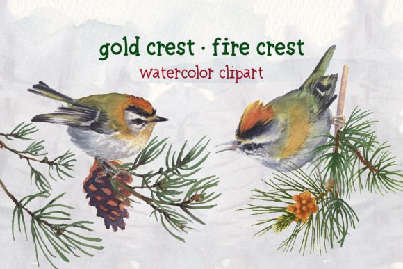 Gold Crest Fire Crest Watercolor Set for Creators