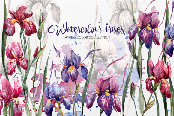 Set Watercolor Irises Flowers for Summer Designs